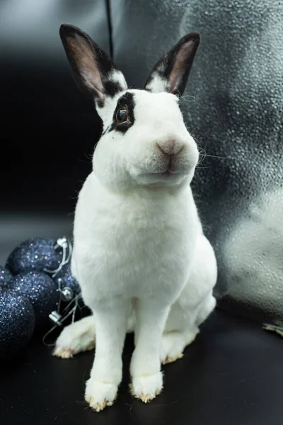 Adorable black and white pet rabbit against black background with copy space