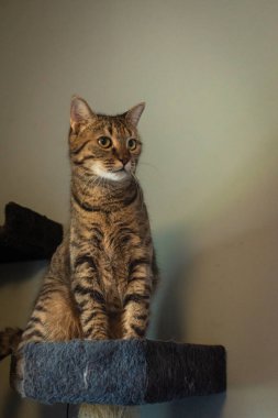 Close-up of cute brown striped cat with copy space