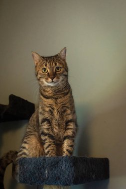Close-up of cute brown striped cat with copy space