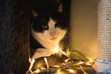 Cute black and white cat surrounded by fairy lights with copy space