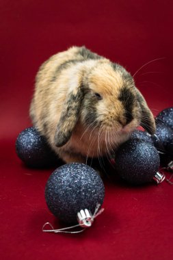 Kızıl arkaplana karşı tapılası kızıl tavşanın portresi.