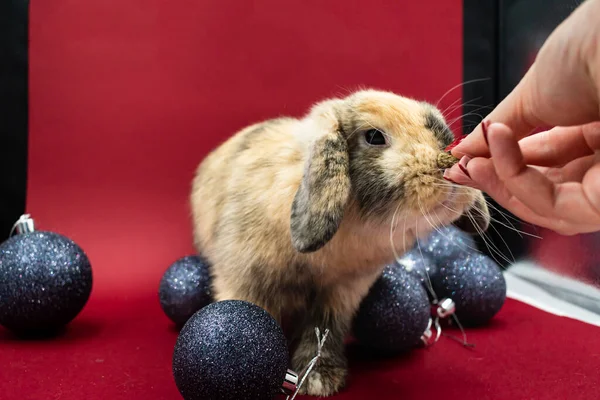 Retrato Adorable Conejo Jengibre Siendo Alimentado Mano Contra Fondo Rojo — Foto de Stock