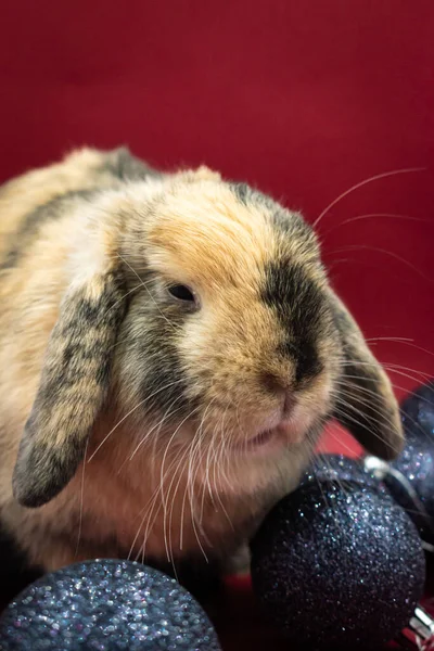 Porträt Des Entzückenden Ingwer Haustiers Kaninchen Vor Rotem Hintergrund Mit — Stockfoto