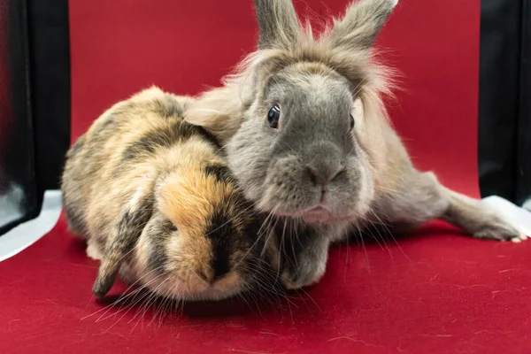 Adorable ginger and brown pet rabbits against red background with copy space