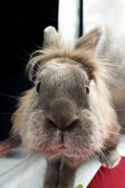 Retrato Adorable Conejo Mascota Marrón — Foto de Stock