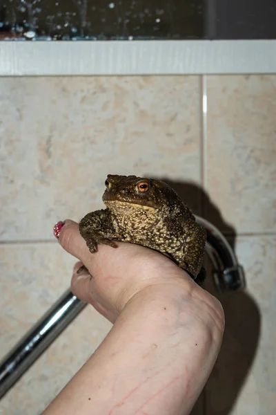 Pet cane toad held in hand with copy space