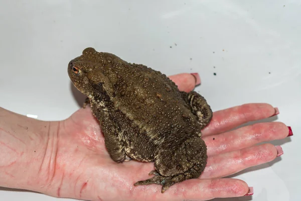 Pet cane toad held in hand with copy space