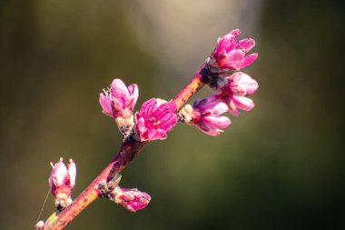 Pembe çiçeklerle kaplı şeftali ağacı brunch 'ı.
