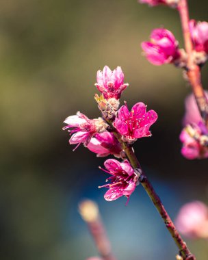 Pembe çiçeklerle kaplı şeftali ağacı brunch 'ı.