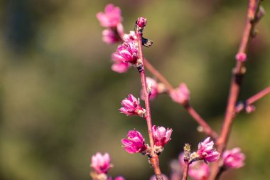 Pembe çiçeklerle kaplı şeftali ağacı brunch 'ı.