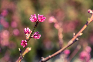 Pembe çiçeklerle kaplı şeftali ağacı brunch 'ı.