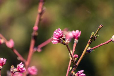 Pembe çiçeklerle kaplı şeftali ağacı brunch 'ı.