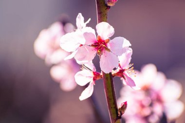 Pembe çiçeklerle kaplı şeftali ağacı brunch 'ı.