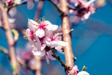 Fotokopi alanındaki çiçeklerle kaplı çiçek açan badem ağacı frenleri