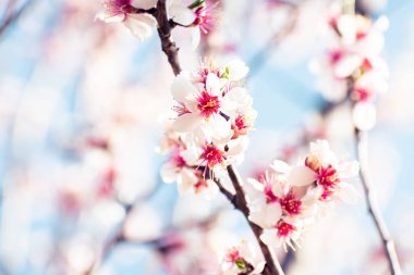 Blooming almond tree braches covered in flowers with copy space