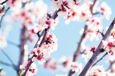 Fotokopi alanındaki çiçeklerle kaplı çiçek açan badem ağacı frenleri
