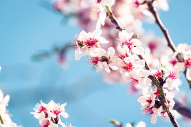 Blooming almond tree braches covered in flowers with copy space