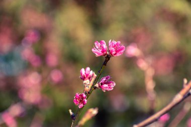 Pembe çiçeklerle kaplı şeftali ağacı brunch 'ı.