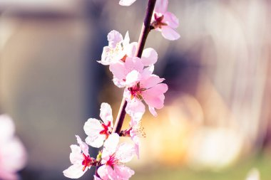 Pembe çiçeklerle kaplı şeftali ağacı brunch 'ı.