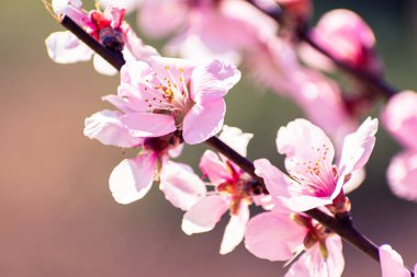 Pembe çiçeklerle kaplı şeftali ağacı brunch 'ı.