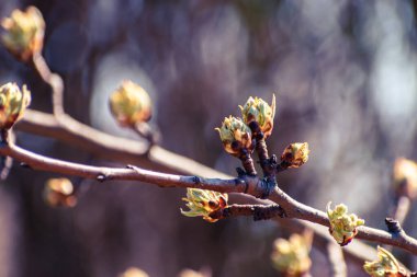 Çiçek açmadan önce yeşil armut filizlenir.