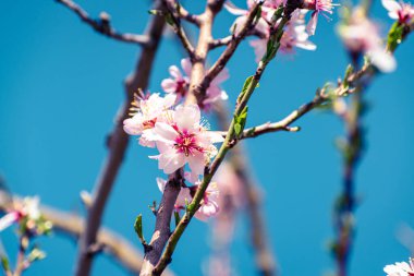 Fotokopi alanındaki çiçeklerle kaplı çiçek açan badem ağacı frenleri