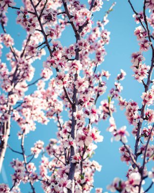 Fotokopi alanındaki çiçeklerle kaplı çiçek açan badem ağacı frenleri
