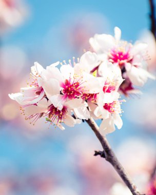 Fotokopi alanındaki çiçeklerle kaplı çiçek açan badem ağacı frenleri