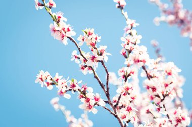 Blooming almond tree braches covered in flowers with copy space