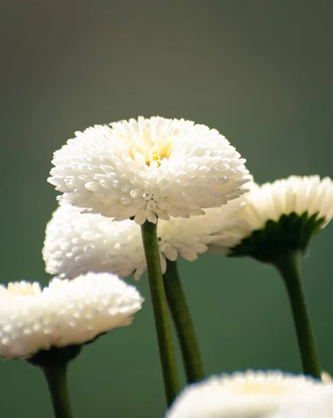 Kwitnąca Biała Bellis Perennis Lub Angielskie Stokrotki Przestrzenią Kopiowania — Zdjęcie stockowe