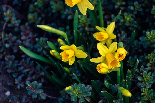 春に咲く黄色いダフォジルの花を背景に — ストック写真