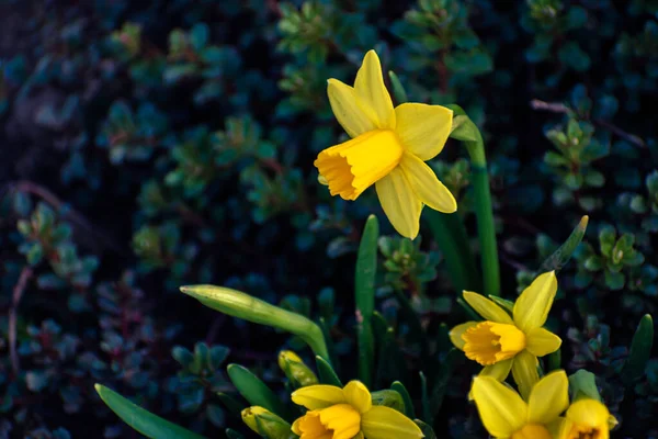 Baharda Açan Sarı Nergis Çiçekleri — Stok fotoğraf