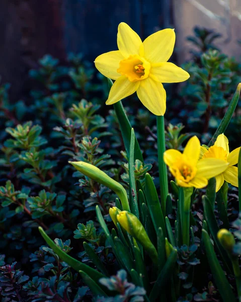 Žluté Narcisy Květiny Kvetoucí Jaře Pozadí — Stock fotografie