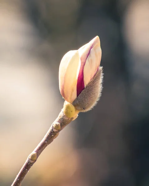 Petite Fleur Qui Commence Fleurir Sur Magnolia Avec Espace Copie — Photo