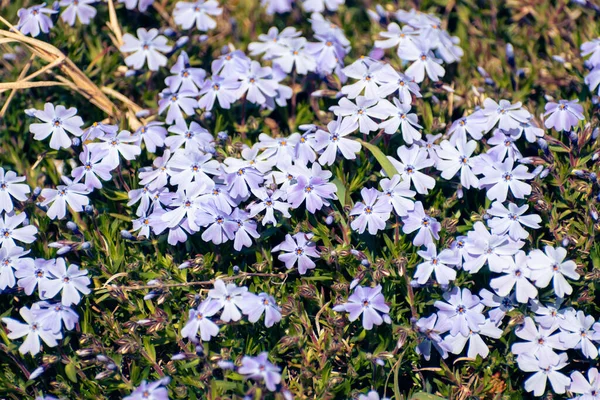 Blühende Lila Moos Phlox Blumenbeet Hintergrund — Stockfoto