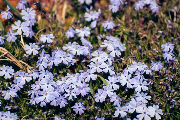 꽃피는 자주색 꽃밭의 — 스톡 사진