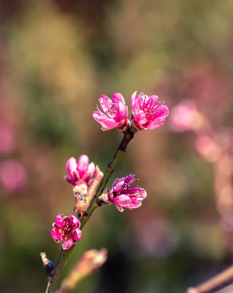 Melocotón Brach Cubierto Flores Color Rosa Con Espacio Copia —  Fotos de Stock