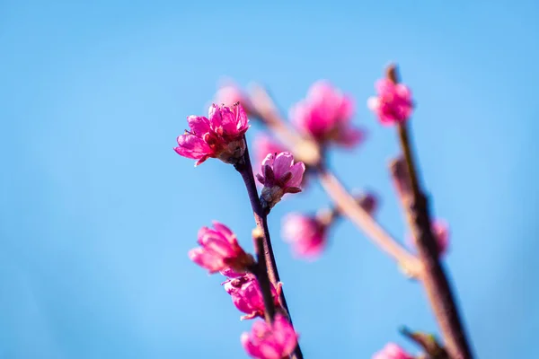 Melocotón Brach Cubierto Flores Color Rosa Contra Cielo Azul Con —  Fotos de Stock