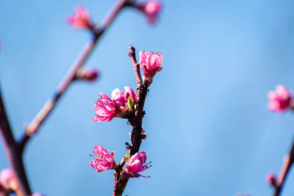 Персиковый Брелок Покрытый Розовыми Цветами Против Голубого Неба Копировальным Пространством — стоковое фото