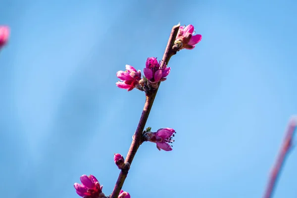 Pfirsichbaum Mit Rosa Blüten Vor Blauem Himmel Mit Kopierraum — Stockfoto