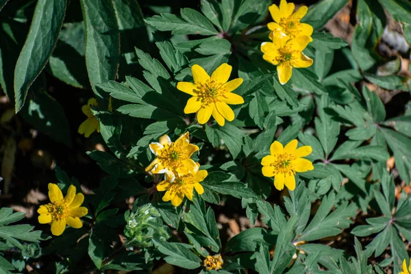 Wczesna Wiosna Żółty Anemon Kwiaty Tło — Zdjęcie stockowe