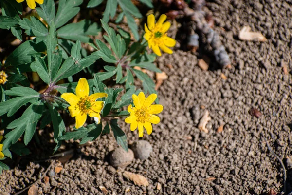 Πρόωρη Άνοιξη Κίτρινο Ανεμώνη Λουλούδια Φόντο — Φωτογραφία Αρχείου