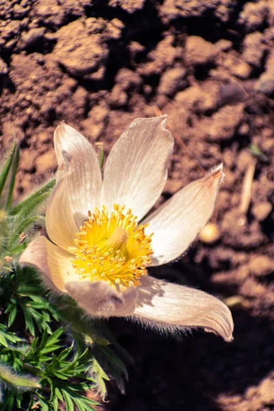 White Pasque Flower Background Copy Space — Stock Photo, Image