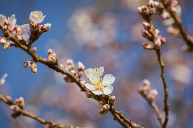 Blooming almond tree braches covered in flowers with copy space