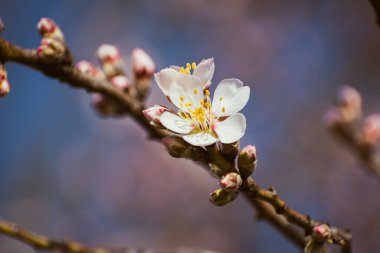 Blooming almond tree braches covered in flowers with copy space