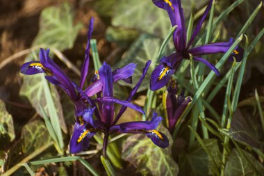 Taze bahar çiçekleri, renkli mor irisler çiçek açıyor.
