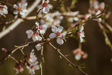 Blooming almond tree braches covered in flowers with copy space