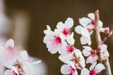 Pembe çiçeklerle kaplı şeftali ağacı brunch 'ı.