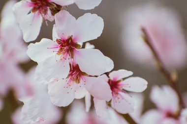Pembe çiçeklerle kaplı şeftali ağacı brunch 'ı.
