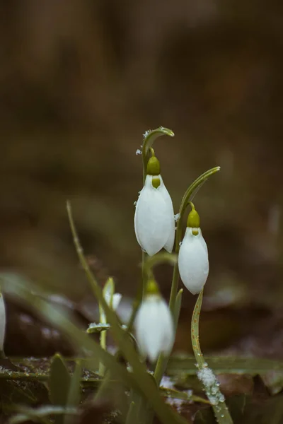 Flores Brancas Geladas Gota Neve Que Florescem Uma Manhã Fria — Fotografia de Stock